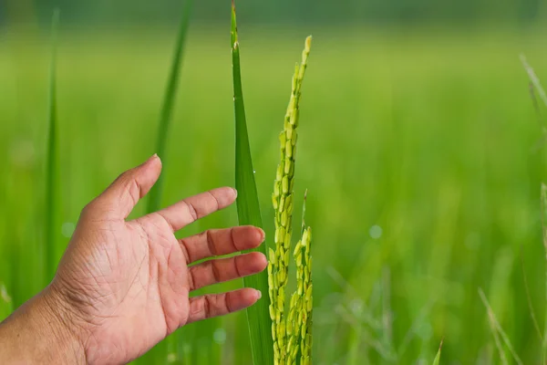 Hand aanraken van groene paddy blad. — Stockfoto