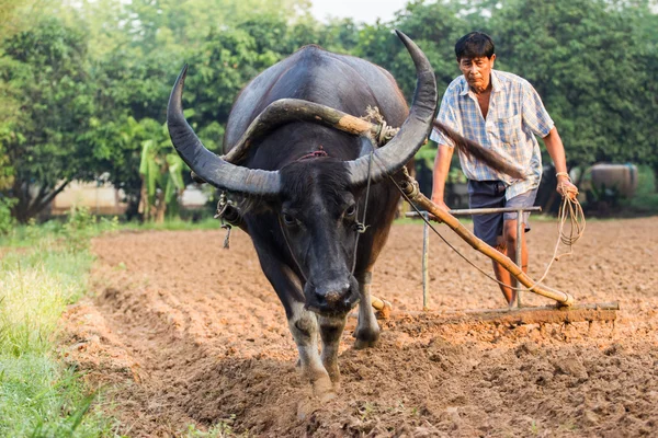 Farmář a buffalo v rýžové plantáže — Stock fotografie