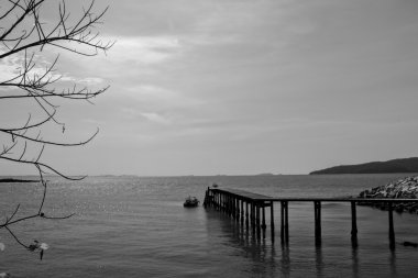 ATI alan dörtnala. kameraya bakıyor.