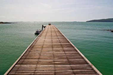 ATI alan dörtnala. kameraya bakıyor.