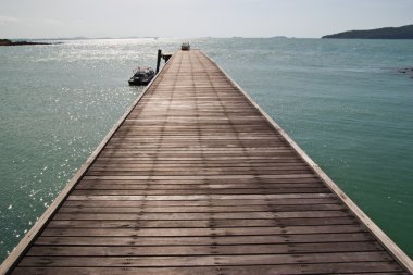 ATI alan dörtnala. kameraya bakıyor.