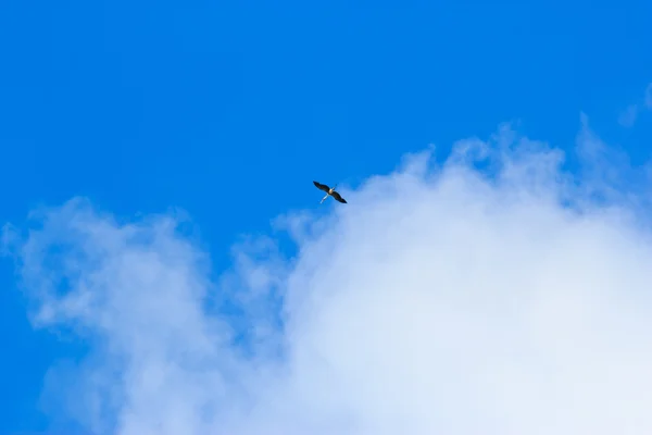 Aves volando en el cielo, series de la naturaleza — Foto de Stock