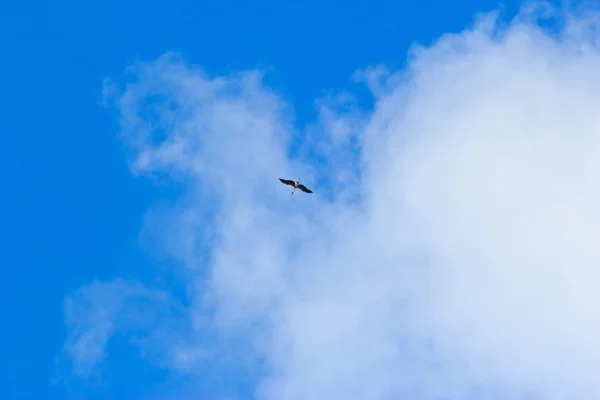 Uccelli che volano nel cielo, serie natura — Foto Stock