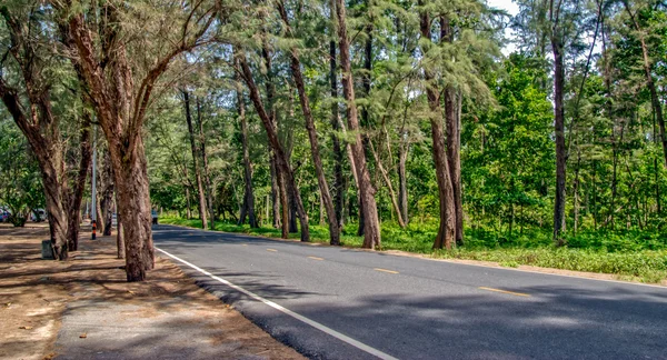 Camino en el bosque de pinos — Foto de Stock