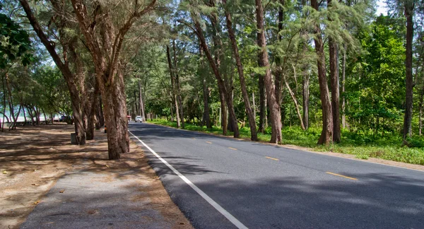 Road in the pine tree forest — Stock Photo, Image