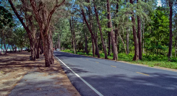Road in the pine tree forest — Stock Photo, Image