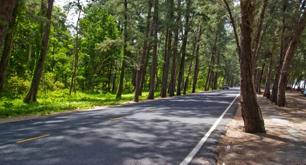 Road in the pine tree forest — Stock Photo, Image