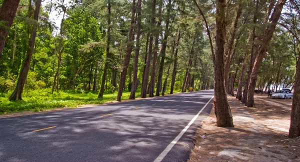 Route dans la forêt de pins — Photo