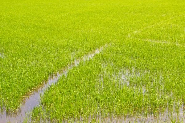 Eerste stap maken rijst boerderij in thailand — Stockfoto