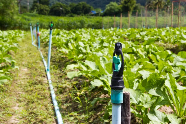 Junge Gartenrettiche — Stockfoto