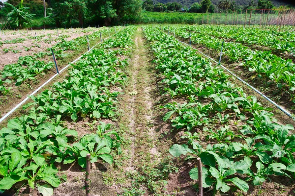 Rábanos jóvenes de jardín —  Fotos de Stock