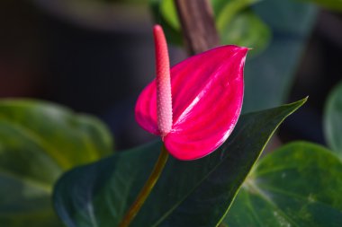 Red heart,anthurium flower clipart