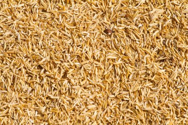 kuru saman arka plan