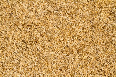 kuru saman arka plan