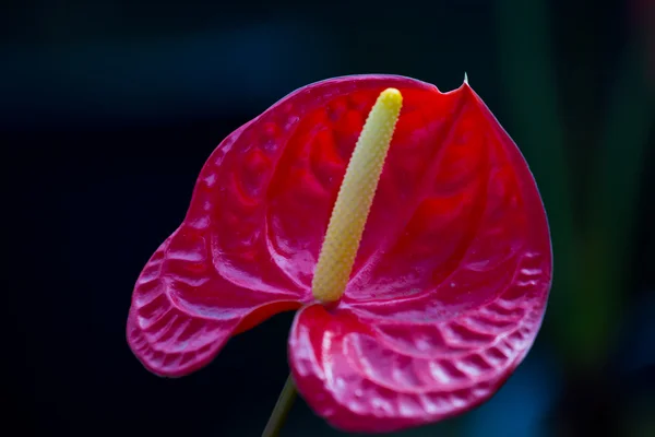 红色的心，火鹤花 — 图库照片