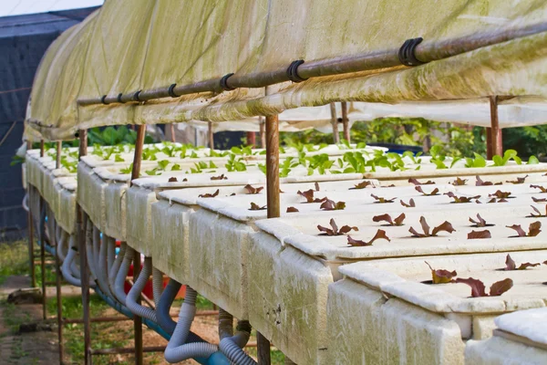 Hortalizas hidropónicas en la granja —  Fotos de Stock