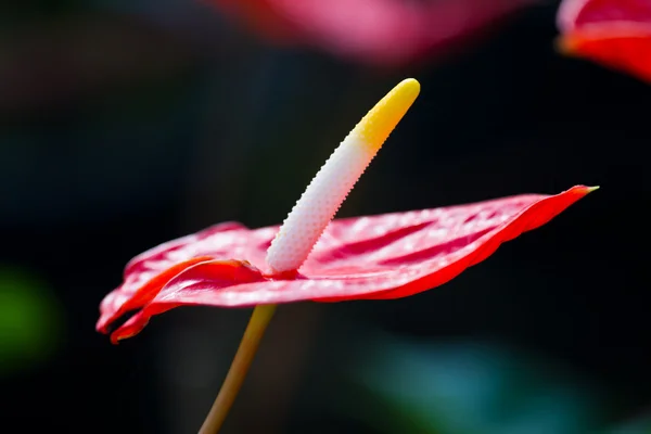 Kırmızı kalp, antoryum çiçek — Stok fotoğraf