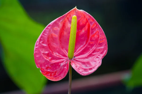 红色的心，火鹤花 — 图库照片