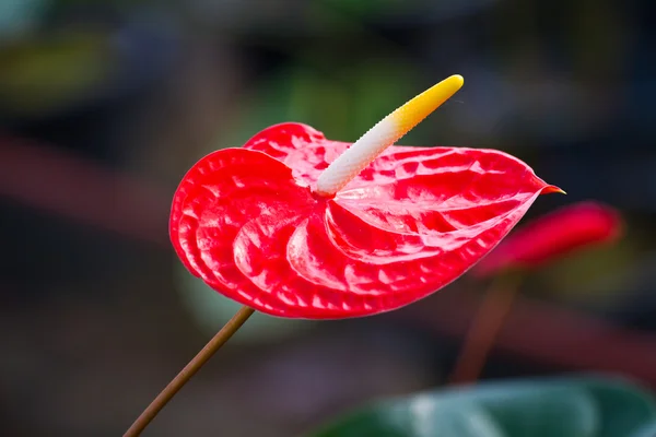 Rotes Herz, anthurische Blume — Stockfoto