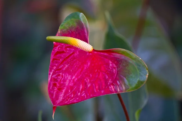 Rotes Herz, anthurische Blume — Stockfoto