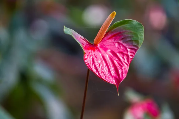 Corazón rojo, flor de anturio —  Fotos de Stock