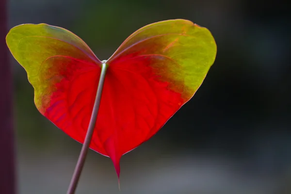 Red heart,anthurium flower — Stock Photo, Image