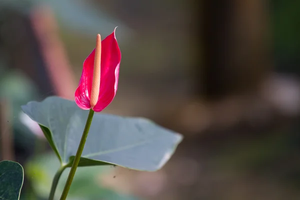 Coeur rouge, fleur d'anthurium — Photo