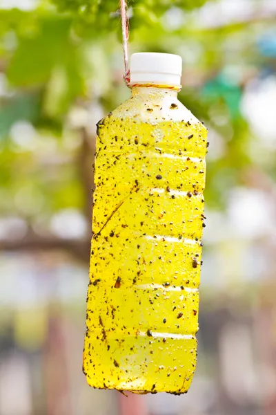 Insektsfångare i gröna druvor vinstockar — Stockfoto