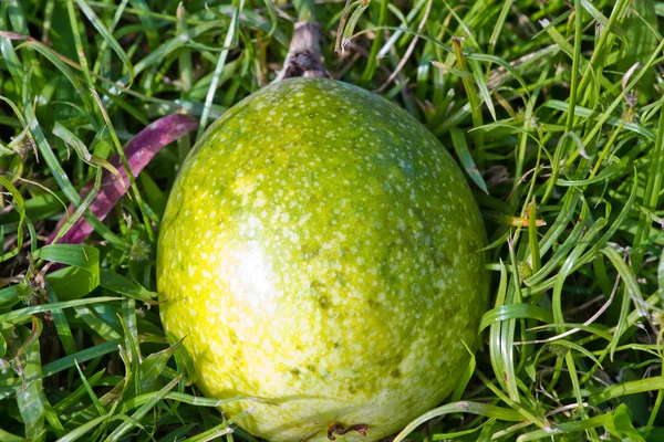 Close up of passion fruit on the vine, selective focus. — Stock Photo, Image