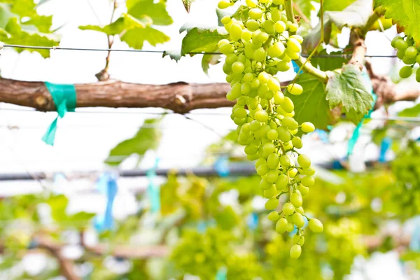 Uvas verdes em videira — Fotografia de Stock