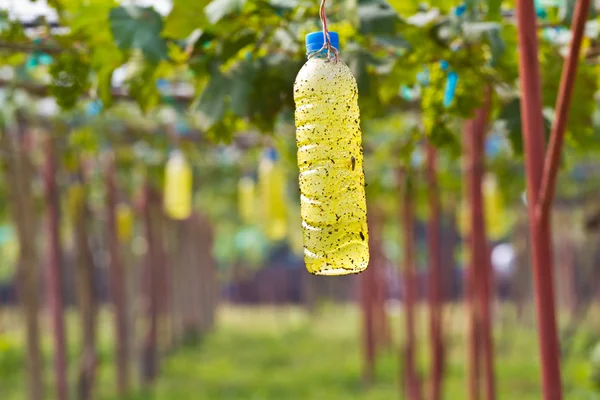 Insect trap in Green grapes on vine — Stock Photo, Image