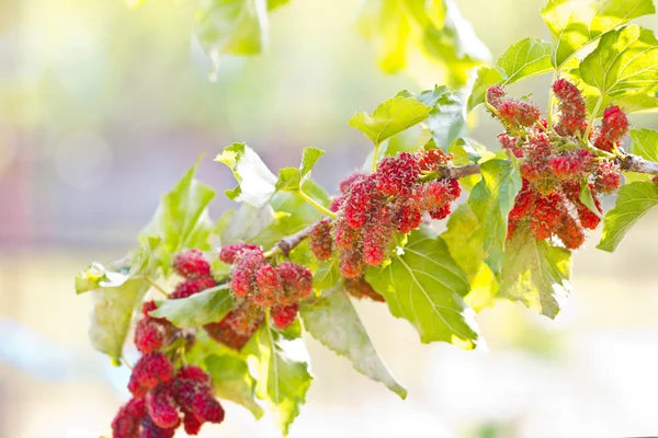 Berry fruit in nature, mulberry twig — Stock Photo, Image