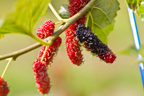 Berry fruit in nature, mulberry twig — Stock Photo, Image