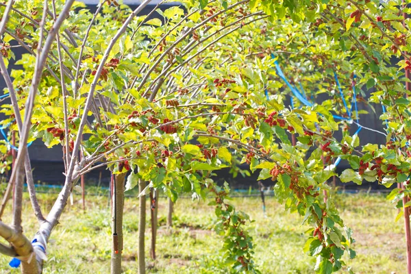 Fruta de bagas na natureza, galho de amoreira — Fotografia de Stock