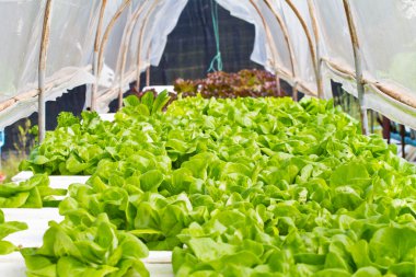 hidroponik sebze çiftlik