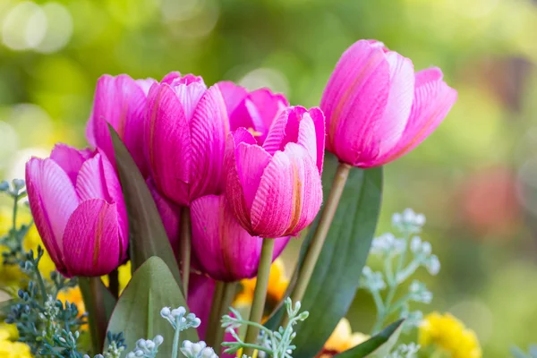 Collage de tulipán rosa —  Fotos de Stock