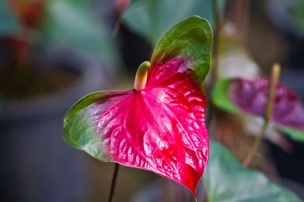 Rött hjärta, anthurium blomma — Stockfoto