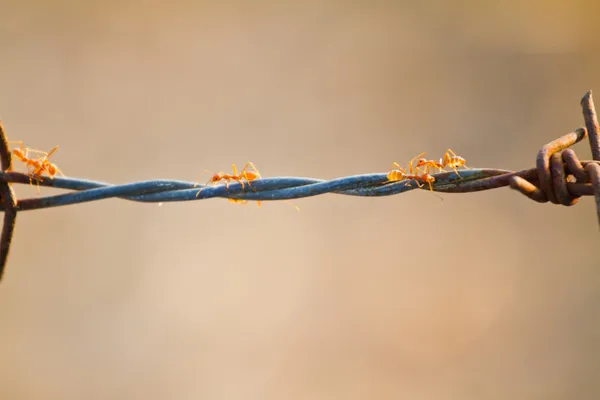 Formigas vermelhas trabalhando em arame farpado — Fotografia de Stock