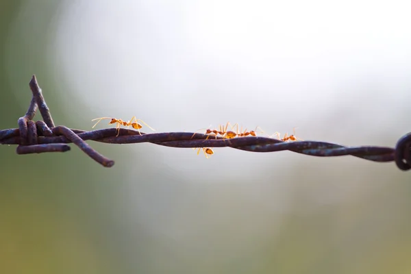 Formigas vermelhas trabalhando em arame farpado — Fotografia de Stock