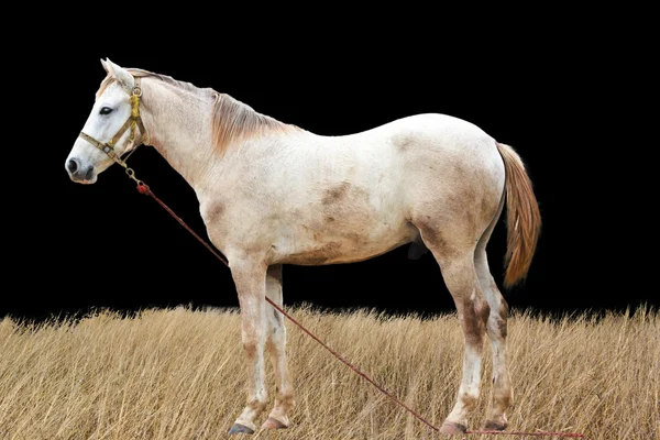 Retrato de hermoso caballo blanco — Foto de Stock