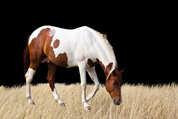 Gyönyörű fehér ló portréja — Stock Fotó