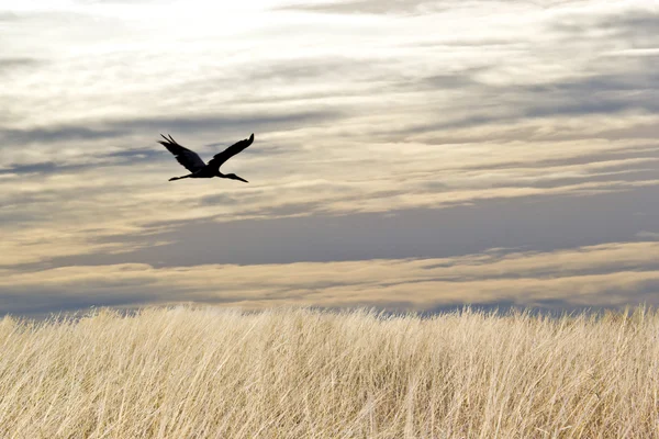 Wiese am Hang mit Gras bedeckt. Hintergrund — Stockfoto