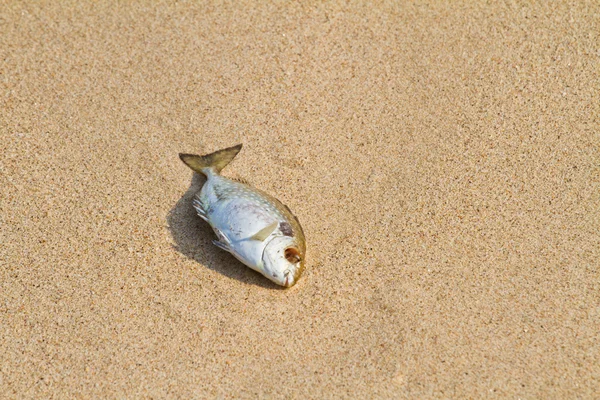 Peixe morto na praia — Fotografia de Stock