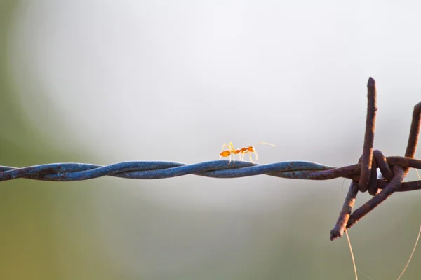 有刺鉄線に取り組んで赤アリ — ストック写真