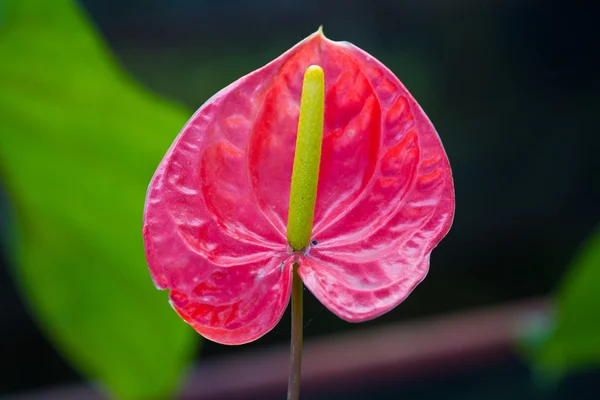 Czerwone serce, kwiat anthurium — Zdjęcie stockowe