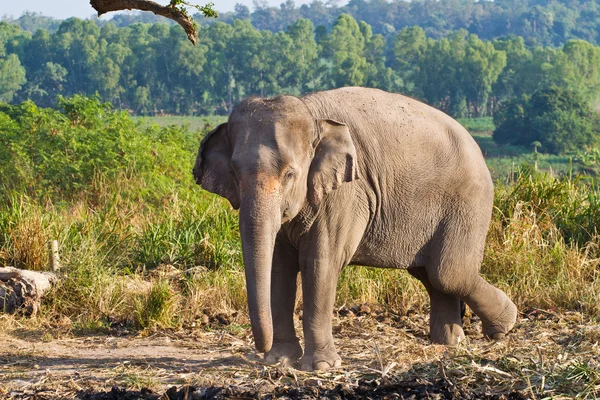 Elefante asiático —  Fotos de Stock