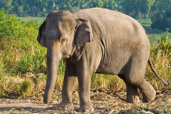 Azië olifant — Stockfoto