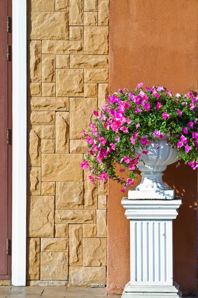 Plant in grote keramische pot op een achtergrond van muur — Stockfoto