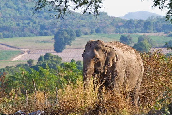 Elefante asiático — Foto de Stock