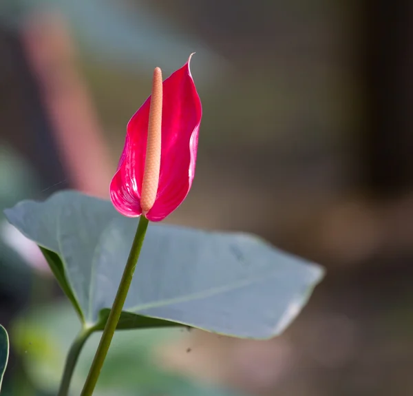 Cuore rosso, fiore di anthurium — Foto Stock